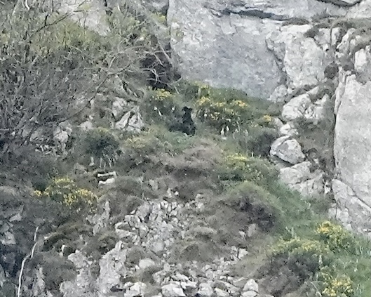Cantabrian brown bear